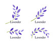 Lavender icons set. Violet leaves and green branch of lavender. Natural herb logo template. Vector illustration.