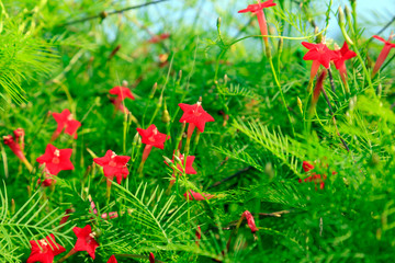 Canvas Print - cypress vine in a garden