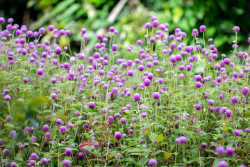 globe amaranth flowers with green natural background
