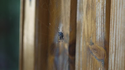 Wind hits web with spider on it in somebody`s garden