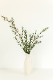 Fototapeta Kwiaty - Branches of eucalyptus in vase on table on light background. Home decor. Blog, website or social media concept .
