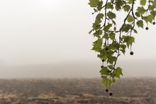 Foggy, Spring Morning In A Rural Setting. A Branch Of A Tree With New Leaves And Seed Pods Hanging Down In The Foreground On The Right, And A Ploughed Field In The Background.