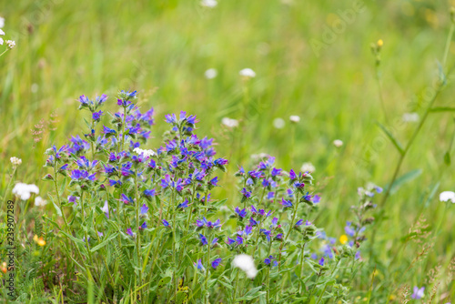 Photographie Detail od flowers of Viper's Bugloss