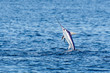 swordfish jumping in the water