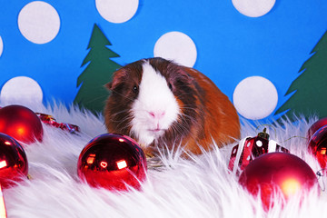 Wall Mural - Cute christmas animals. Xmas pet animal guinea pig lop rabbit