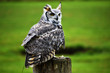 © Mark - great horned owl
