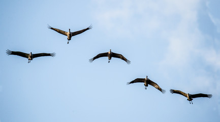 Wall Mural - birds in flight. a silhouettes of cranes in flight. flock of cranes flies at sky background. front v