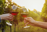 Two hands clinking red wine glass in a Vineyard during sunset.