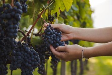 hand of a young woman touching Grapes during harvest in a vineyard