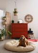 Adorable dog on pet bed in stylish room interior