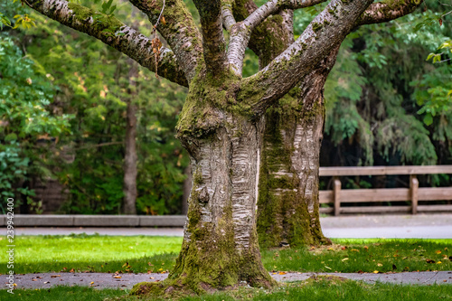 Fotografie, Obraz Two large trees with huge trunks and branches covered in moss, standing side by