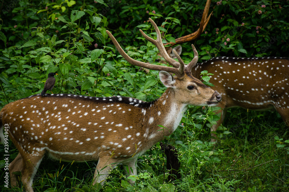 Assam culture and wildlife Stock Photo | Adobe Stock