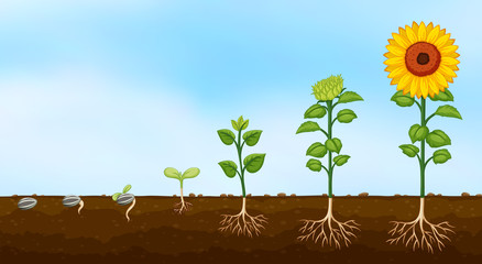 Canvas Print - Diagram of plant growth stages