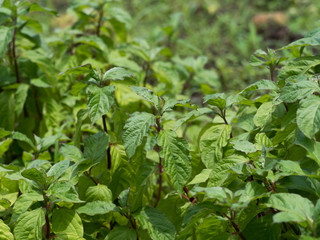 Naklejka na meble トウゴシツ　薬用植物