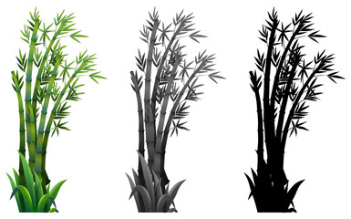 Poster - Set of bamboo plant