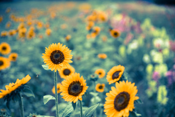 Field of blooming sunflowers, summer