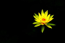 Beautiful Blossom Yellow Lotus Flower With Black Background