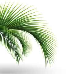 Wall Mural - Palm leaves. Green leaf of palm tree on white background. Floral background. 