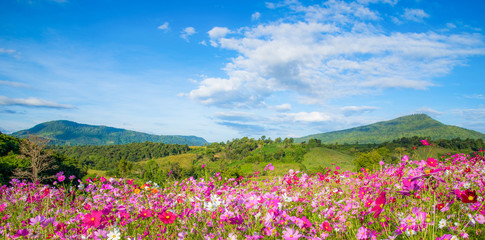 Wall Mural - spring flower pink field colorful cosmos flower blooming in the beautiful garden flowers on hill landscape pink and red cosmos field