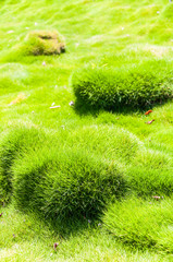 Vibrant and juicy clumps and bumbs of Korean velvet grass Zoysia tenuifolia or zoysiagrass