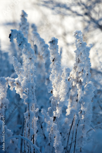 Fotografie, Obraz Frost on the frozen grass against sunlight