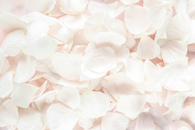 Background Texture Made Of Beige Petals Roses On Pink Background. Flat Lay, Top View. Valentine's Background. 