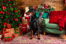 Beautiful Doberman Dog, Holiday, New Year