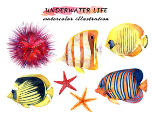 Underwater life set - tropical fish, starfish and sea urchin. Watercolor hand drawn illustration.