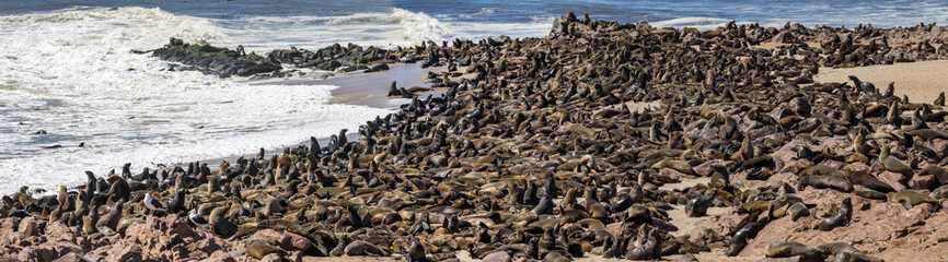 Seals at cape cross in Namibia