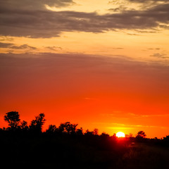 Silhouetted trees at sunset in South African bush