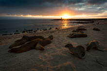 Sunset At A Beach Full Of Sea Lions At San Cristobal, Galapagos Islands