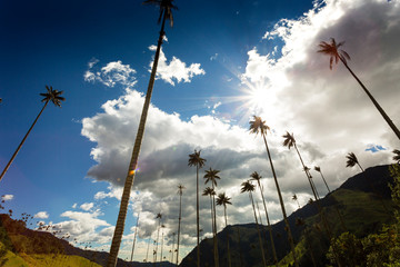 Wall Mural - Wax palm trees in the Cocora Valley ,Colombia