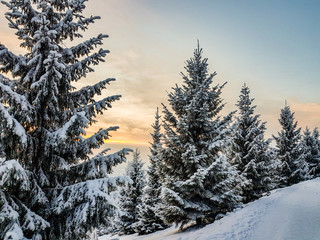 Winter frosty snow-covered forest without people, spruce and trees covered with white snow on the background of bright orange sunrise in the blue sky