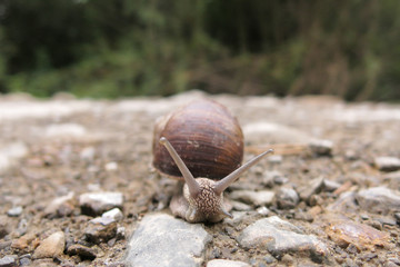 snail on stone