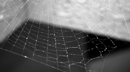 Spiderweb
