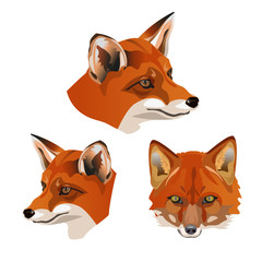 Wall Mural - Set of fox heads