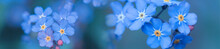 Panorama Spring Background Forget-me-not Flowers