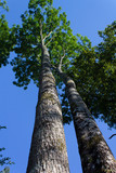 Fototapeta Morze - Les grands arbres