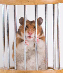 Wall Mural - funny hamster in a cage