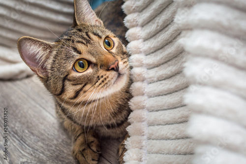 Portrait Of A Gray Cat With Yellow Eyes Close Up Bengal Cat Breed
