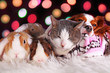 Christmas cat dog rabbit pig cavy animal group animals together loving each other resting xmas day