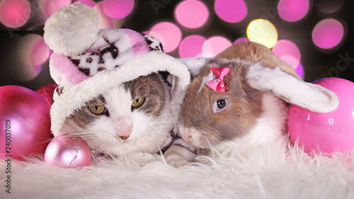 Christmas cat and rabbit lop bunny kit together animal xmas animals cats cute...