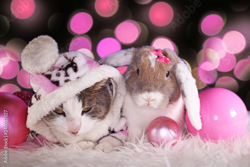 Christmas cat and rabbit lop bunny kit together animal xmas animals cats cute...
