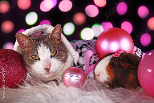 Christmas Cat With Guinea Pig Cavy Animal Xmas Animals Cats Cute Pink Decor Buy This Stock Photo And Explore Similar Images At Adobe Stock Adobe Stock