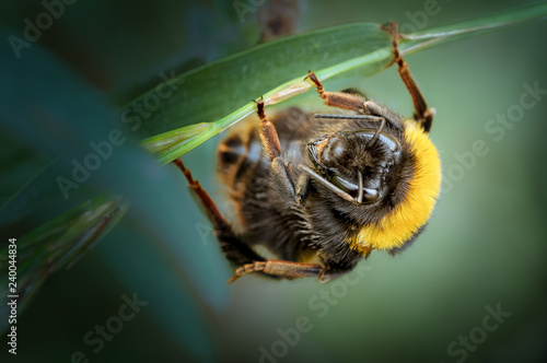 Fotomural Buff-tailed Bumblebee Queen, Bombus terrestris resting.