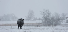 Lone Cow Sheridan, Wyoming