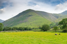Livestock Grazing In A Summery Meadow At The Foothill Of Scafell Pike In The Lake District, Cumbria, England
