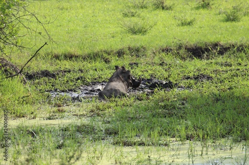 Fotomural Im Schlamm suhlendes Warzenschwin - Pumbaa in Uganda Afrika