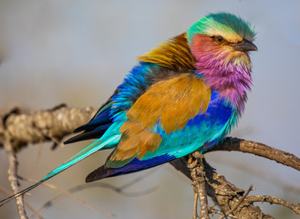 close up profile portrait of colorful lilac-breasted roller perched on branch