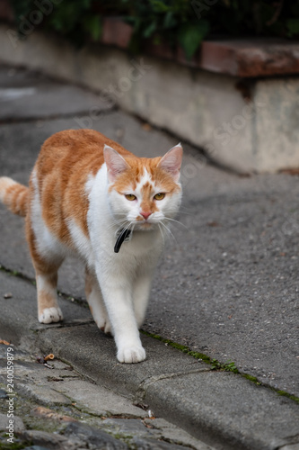 Chat Roux Et Blanc Avec Collier Dans La Rue Bord Du Trottoir Stock Photo Adobe Stock Chat Roux Et Blanc Avec Collier Dans La Rue Bord Du Trottoir Stock Photo Adobe Stock